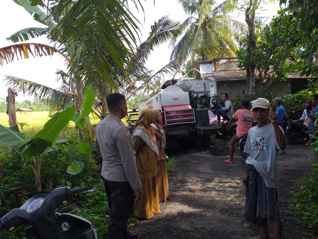 Sinergi Petani dan Polisi, Lombok Barat Raih Swasembada Pangan