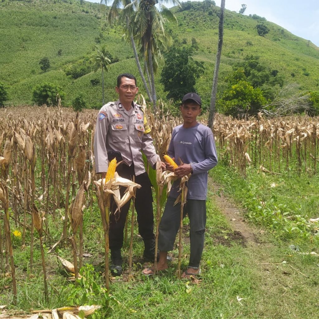 Bhabinkamtibmas Hadir di Ladang Jagung, Petani Merasa Didukung