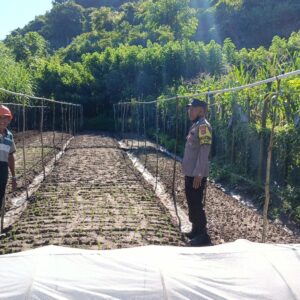 Bhabinkamtibmas Desa Tarusa Dukung Ketahanan Pangan Nasional Melalui Pemantauan Kegiatan Pertanian