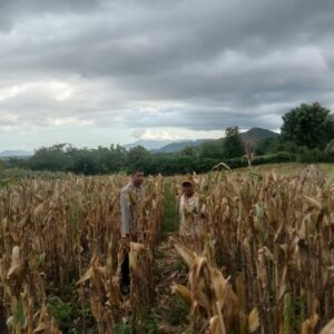 Bhabinkamtibmas Simpasai Pantau Lahan Jagung, Ingatkan Petani Soal Keamanan