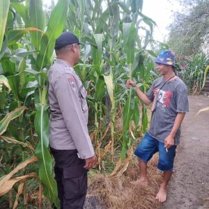 Polsek Kempo Pantau Pengolahan Lahan Pertanian, Dorong Kemandirian Pangan