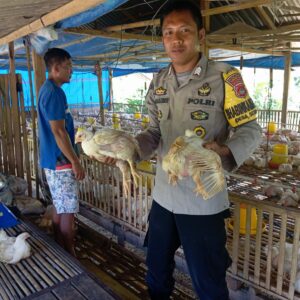 Dukung Ketahanan Pangan, Bhabinkamtibmas Desa Sermong Monitoring Ayam Potong Milik Warga Binaan