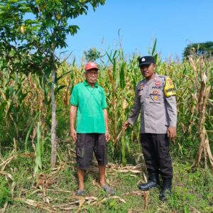 Polsek Woja Kawal Ketahanan Pangan: Bhabinkamtibmas Pantau Perkebunan Jagung di Desa Matua