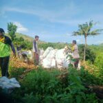 Bhabinkamtibmas Desa Woko Pantau Panen Jagung di Lahan Tumpang Sari