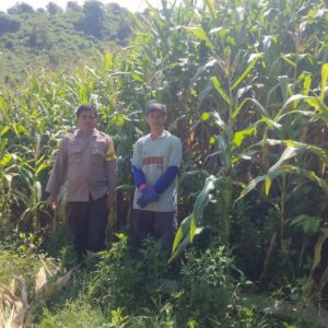 Bhabinkamtibmas Desa Mbawi Pantau Lahan Jagung dan Berikan Edukasi kepada Petani