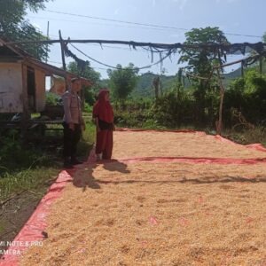 Bhabinkamtibmas Desa Jambu Pantau Panen Raya Jagung dalam Program Ketahanan Pangan Nasional