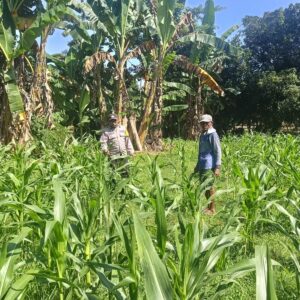 POLSEK WOJA PANTAU PENGOLAHAN LAHAN PEKARANGAN WARGA, DUKUNG KETAHANAN PANGAN NASIONAL