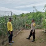 Bhabinkamtibmas Malaju Pantau Perkembangan Tanaman Jagung, Dukung Ketahanan Pangan Nasional