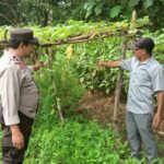 Bhabinkamtibmas Pantau Lahan Hortikultura Dukung Ketahanan Pangan Nasional