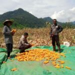 Bhabinkamtibmas Desa Mujahidin Dampingi Warga Saat Panen Jagung