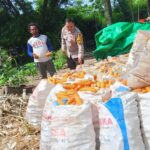 Bhabinkamtibmas Desa Sekongkang Bawah Berikan Pendampingan Panen Jagung di Dua Lahan Milik Warga