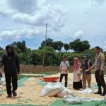 Bhabinkamtibmas Kandai Dua Pantau Panen Jagung dalam Program Ketahanan Pangan Nasional