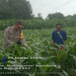 Sambangi Petani Jagung, Bhabinkamtibmas Polsek Rhee Dukung Ketahanan Pangan Nasional