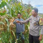 Bhabinkamtibmas Desa Kole Pantau Perkembangan Jagung dalam Rangka Meningkatkan Ketahanan Pangan Nasional