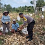 Bhabinkamtibmas Desa Ta’a Dampingi Petani Panen Jagung: Wujud Dukungan untuk Ketahanan Pangan dan Kesejahteraan Warga