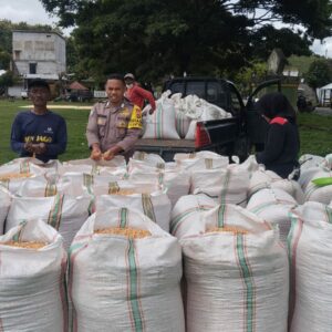 Bhabinkamtibmas Desa Ta’a Pantau Penjemuran Jagung, Dukung Ketahanan Pangan Nasional