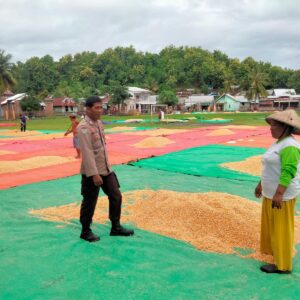 Bhabinkamtibmas Desa Cempi Jaya Pantau Panen Raya Jagung, Dukung Ketahanan Pangan Nasional