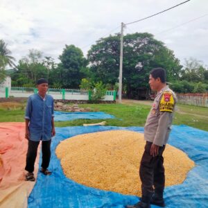 Dukung Ketahanan Pangan, Bhabinkamtibmas Desa Cempi Jaya Pantau Panen Raya Jagung