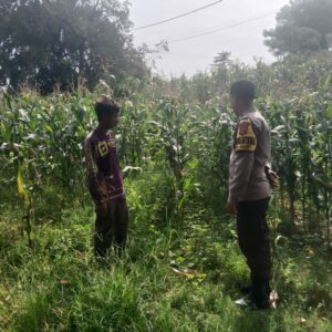 Bhabinkamtibmas Calabai Pantau Lahan Pertanian untuk Dukung Ketahanan Pangan Nasional