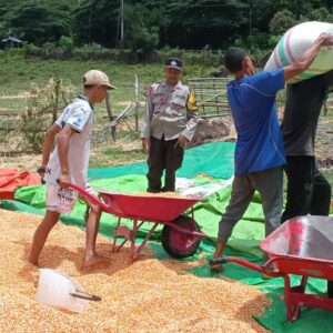 Dukung Ketahanan Pangan, Bhabinkamtibmas Madaprama Pantau Panen Jagung di Lahan 7.000m²