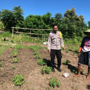 Pemantauan Pengembangan Tanaman Singkong di Desa Katua