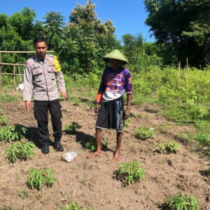 Pemantauan Pengembangan Tanaman Singkong di Desa Katua