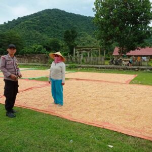 Pemantauan Warga yang Menjemur Jagung Hasil Panen di Desa Dorebara