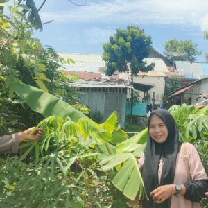 Pemantauan Pekarangan untuk Pengembangan Tanaman Singkong di Kelurahan Bada