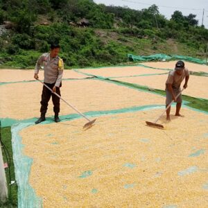 Pemantauan Panen Jagung oleh Bhabinkamtibmas Desa Malaju dalam Mendukung Program Ketahanan Pangan Nasional