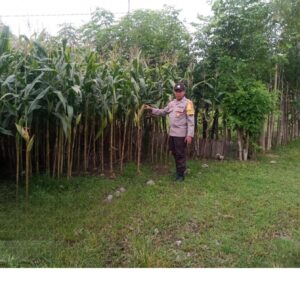 Bhabinkamtibmas Dukung Ketahanan Pangan Kunjungi Tanaman Jagung di Desa Labuhan Aji