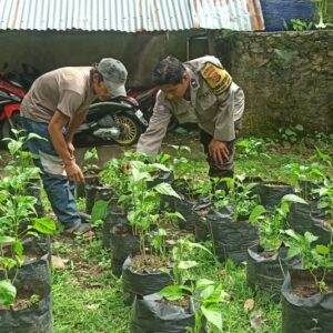 Bhabinkamtibmas Dampingi Warga Kembangkan Pekarangan Bergizi di Desa Batulayar