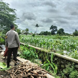 Sinergi Polri dan Petani Labuapi Wujudkan Ketahanan Pangan Desa