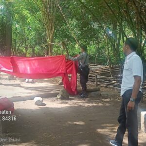 Disinyakir Akan Dibuka Lagi, Polsek Sumbawa Bongkar Arena Judi Sabung Ayam
