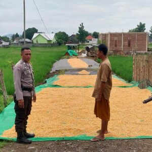 Pemantauan Hasil Jagung Milik Bapak Ilham dalam Mendukung Program Ketahanan Pangan Nasional Menuju Indonesia Emas 2045