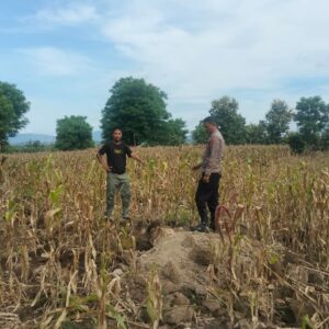 Pemantauan Lahan untuk Mengembangkan Tanaman Jagung dalam Mendukung Program Ketahanan Pangan Nasional