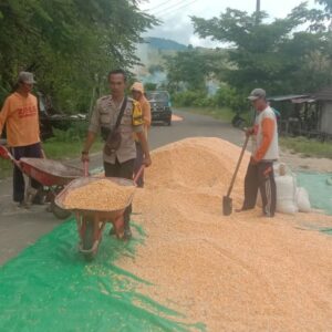 Cuaca Tak Bersahabat, Petani Jagung di Rababaka Hadapi Tantangan Besar