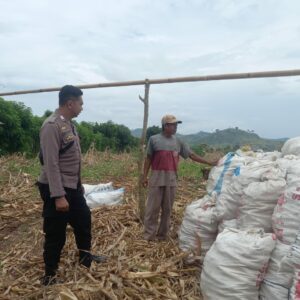 Panen di Tengah Tantangan Cuaca: Bhabinkamtibmas Desa Serakapi Dampingi Petani Jaga Ketahanan Pangan