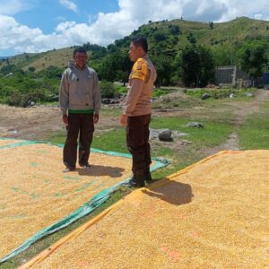 Giat Pemantauan Ketahanan Pangan oleh Bhabinkamtibmas Polsek Hu’u