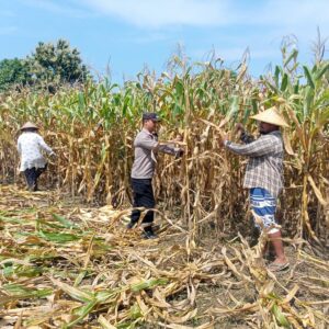 Dukung Ketahanan Pangan, Bhabinkamtibmas Daha Pantau Panen Raya Jagung Warga
