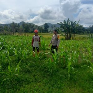 Pemantauan Lahan Jagung Milik Warga oleh Bhabinkamtibmas Kelurahan Kandai I Dukung Ketahanan Pangan Nasional Menuju Indonesia Emas 2045