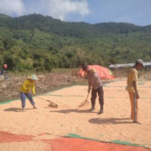 Bhabinkamtibmas Desa Mumbu Dampingi Panen Jagung, Wujud Nyata Dukung Ketahanan Pangan Menuju Indonesia Emas 2045