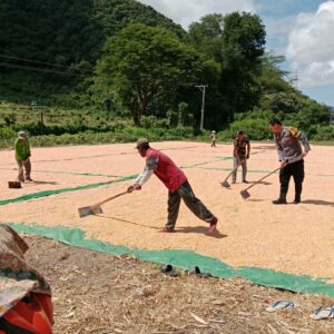 Bhabinkamtibmas Dampingi Petani Panen Jagung, Wujud Dukung Ketahanan Pangan Nasional Menuju Indonesia Emas 2045