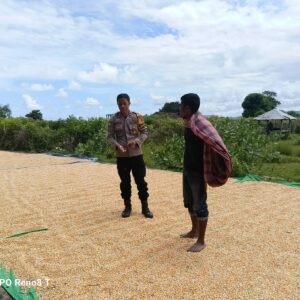 Dukung Ketahanan Pangan, Bhabinkamtibmas Hu’u Dampingi Warga Jemur Jagung di Dompu
