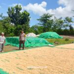 Polsek Hu’u Kembali Hadir Dukung Ketahanan Pangan, Bhabinkamtibmas Pantau Langsung Proses Jemur Jagung Warga
