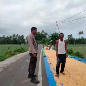 Bhabinkamtibmas Desa Adu Dampingi Warga Jemur Jagung, Dukung Ketahanan Pangan Nasional