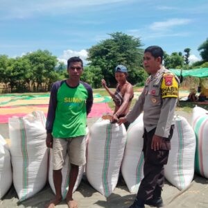 Bhabinkamtibmas Cempi Jaya Kawal Panen Raya Jagung di Soo Doro Late, Wujud Dukung Ketahanan Pangan