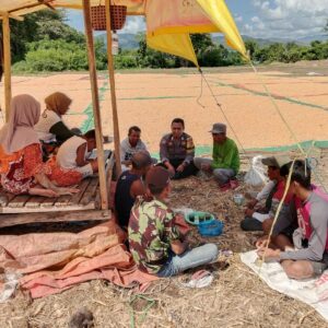 BKTM Nanga Tumpu Dampingi Warga Panen Jagung, Dorong Kemandirian Pangan Menuju Indonesia Emas 2045