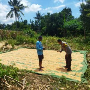 Dari Pekarangan ke Harapan: Kiprah Bhabinkamtibmas Kampasi Meci di Tengah Hangatnya Jagung yang Dijemur