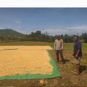 Bhabinkamtibmas Desa Ranggo Pantau Proses Penjemuran Jagung, Dukung Ketahanan Pangan Indonesia Emas 2045