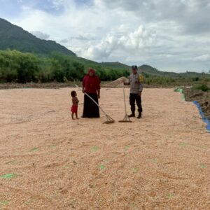 Bhabinkamtibmas Desa Riwo Pantau Panen Jagung dalam Mendukung Ketahanan Pangan Nasional